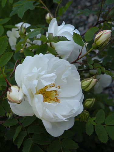 ღℳóทicɑ͜͡❥ tweet media