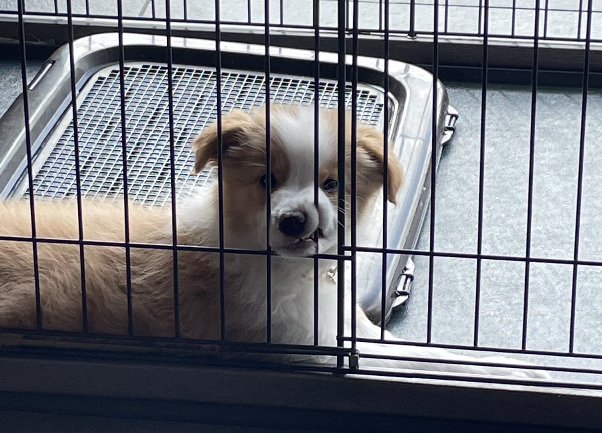 とかち tweet media