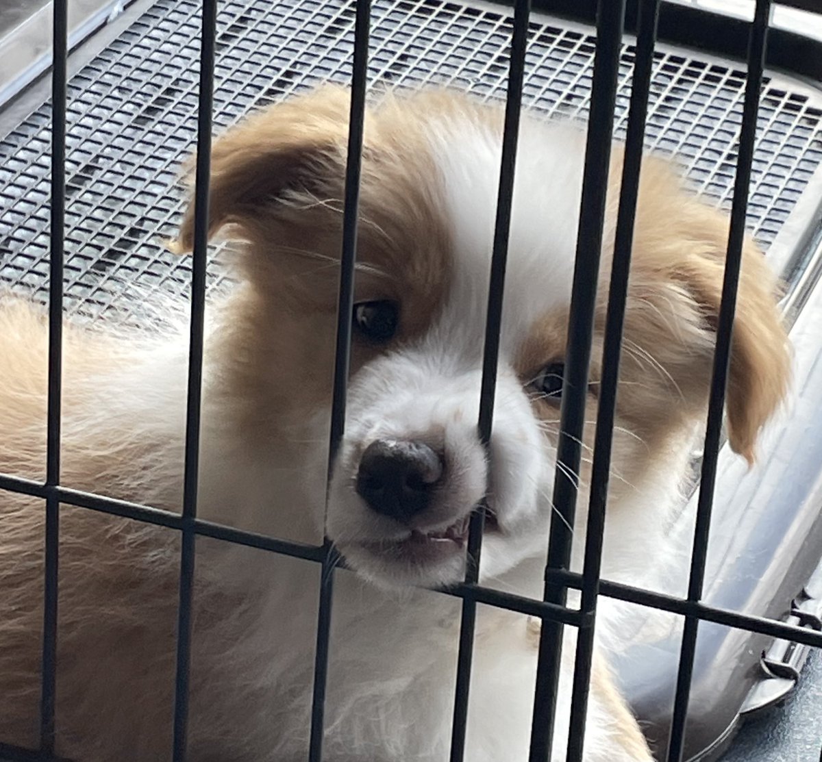 とかち tweet media