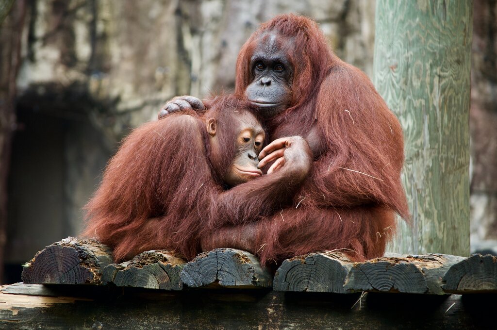 treemissions's tweet photo. 🌿The Silent Crisis in Our Jungles 🌿

Imagine a world where the rustle of leaves in the deep forest is no longer accompanied by the gentle swing of an orangutan. These magnificent "people of the forest" are facing a dire threat: #Deforestation. 

🔥Every Hour Counts: In the time it takes to watch your favourite movie, an area of forest, the size of 300 football fields is cleared in Indonesia, the orangutan's last stronghold. Their homes are vanishing, replaced by palm oil plantations, mining operations, and timber estates. 

🚨 - Orangutans are gardeners of the forest, playing a critical role in seed dispersal, which helps in forest regeneration.
- They share 97% of our DNA, yet we're pushing them to the brink for products we use daily without a second thought.

🛑 The Impact: 
- Habitat Loss: Over 50% of orangutans have lost their homes in the last 20 years. 
- Critically Endangered: Without immediate action, we might witness their extinction in the wild within our lifetime.

🌍 You Can Make a Difference!
- Choose Wisely: Support products with #SustainablePalmOil or, better yet, avoid palm oil usage. 
- Spread Awareness: Share this post, use #SaveOrangutans, #StopDeforestation.
- Support Conservation: Donate to or volunteer with organizations fighting to protect these incredible creatures.

📢 Let's Make Noise for Those Who Can't Speak: Orangutans don't have a voice on social media, but you do. Let's make a noise for them and spread the word. Their survival depends on our actions today. 

#OrangutanCrisis #WildlifeConservation #ActNow

---

Remember, each share, like, and comment increases visibility, potentially leading to more action for conservation. Let's not let them disappear silently. 🌳🦧💚