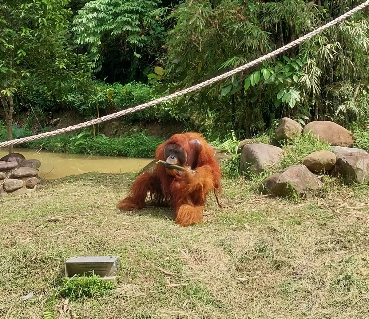 Orang-Utans In Not tweet media