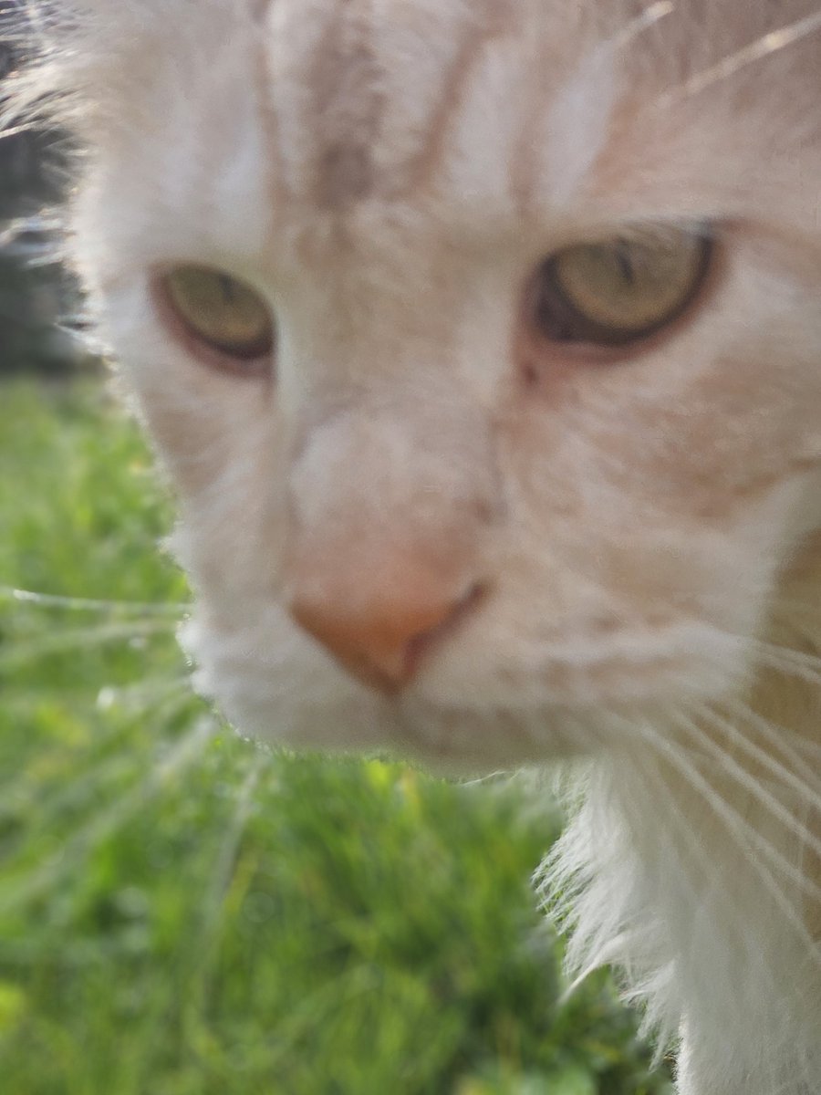 🐈🐈‍⬛ tweet media