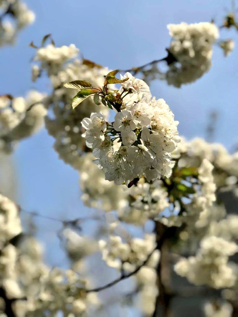 zaenab_riyaz's tweet photo. We need the "Apollonian mask"  to keep us from being overwhelmed by the harshness of life.  The Dionysian reality is choatic, ego dissolving roar.  
The "flowers and lakes" are the necessary lies we tell ourselves to keep going. Do you think we don't see the mask?
#Philosophy #Dionysian #Apollonian