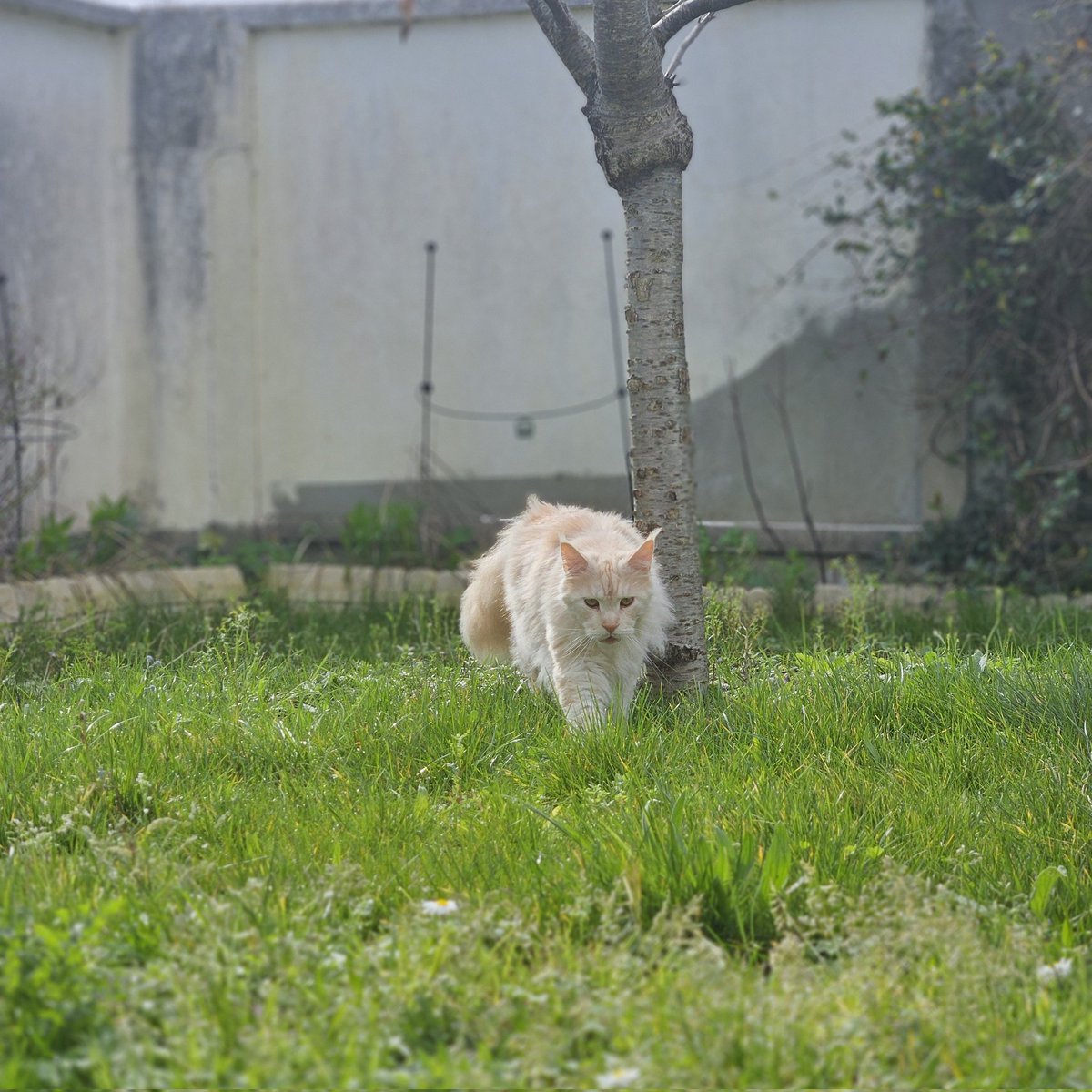 🐈🐈‍⬛ tweet media