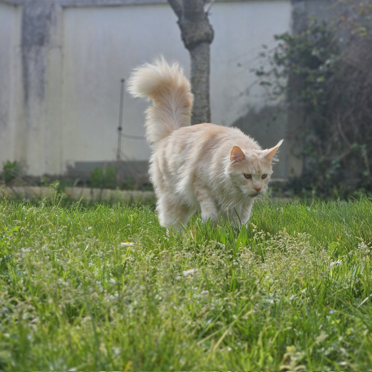 🐈🐈‍⬛ tweet media