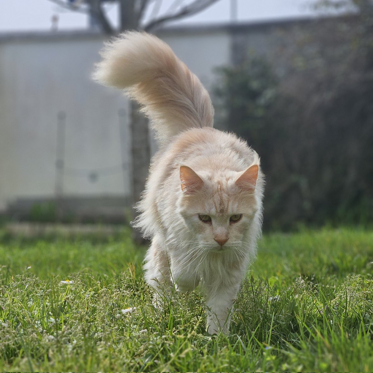 🐈🐈‍⬛ tweet media