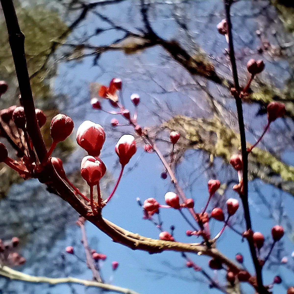 Caroline Scott tweet media