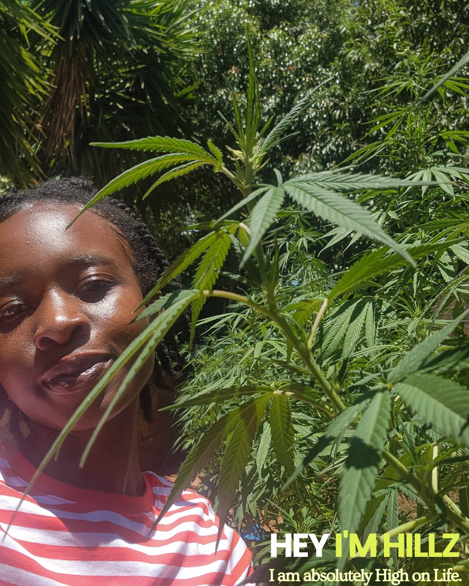 HillaryZMavuru's tweet photo. HILLZ as in the High Hillz of Kilimanjaro😂 Lol at high cause yes😂 

Pretty cool that some plants can just do their thing in your body and you find yourself supported to live happy. https://t.co/4xMbeZYptY