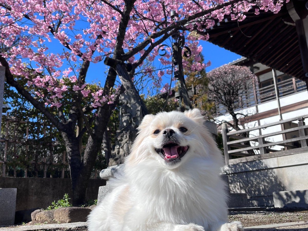 ashuuu94's tweet photo. ウチのポムケン🐶
#ポケモンデー https://t.co/KY3JbQaMUA