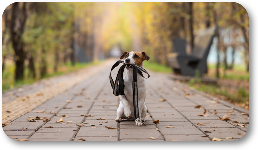 NoGaDogTraining's tweet photo. What Type of Leash Is Best for My Dog’s Training? Never use an extension leash. They put your dog at risk and teach them nothing. #dogtraining #dogtrainer #dogtrainingnearme #homedogtraining #obediencetraining https://t.co/mbyC3SDsC1 https://t.co/3r6ItLMuew