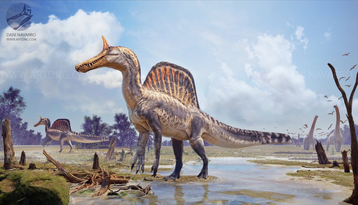 Another reconstruction of Spinosaurus mirabilis.