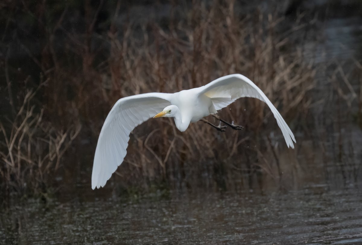 david alan bird tweet media