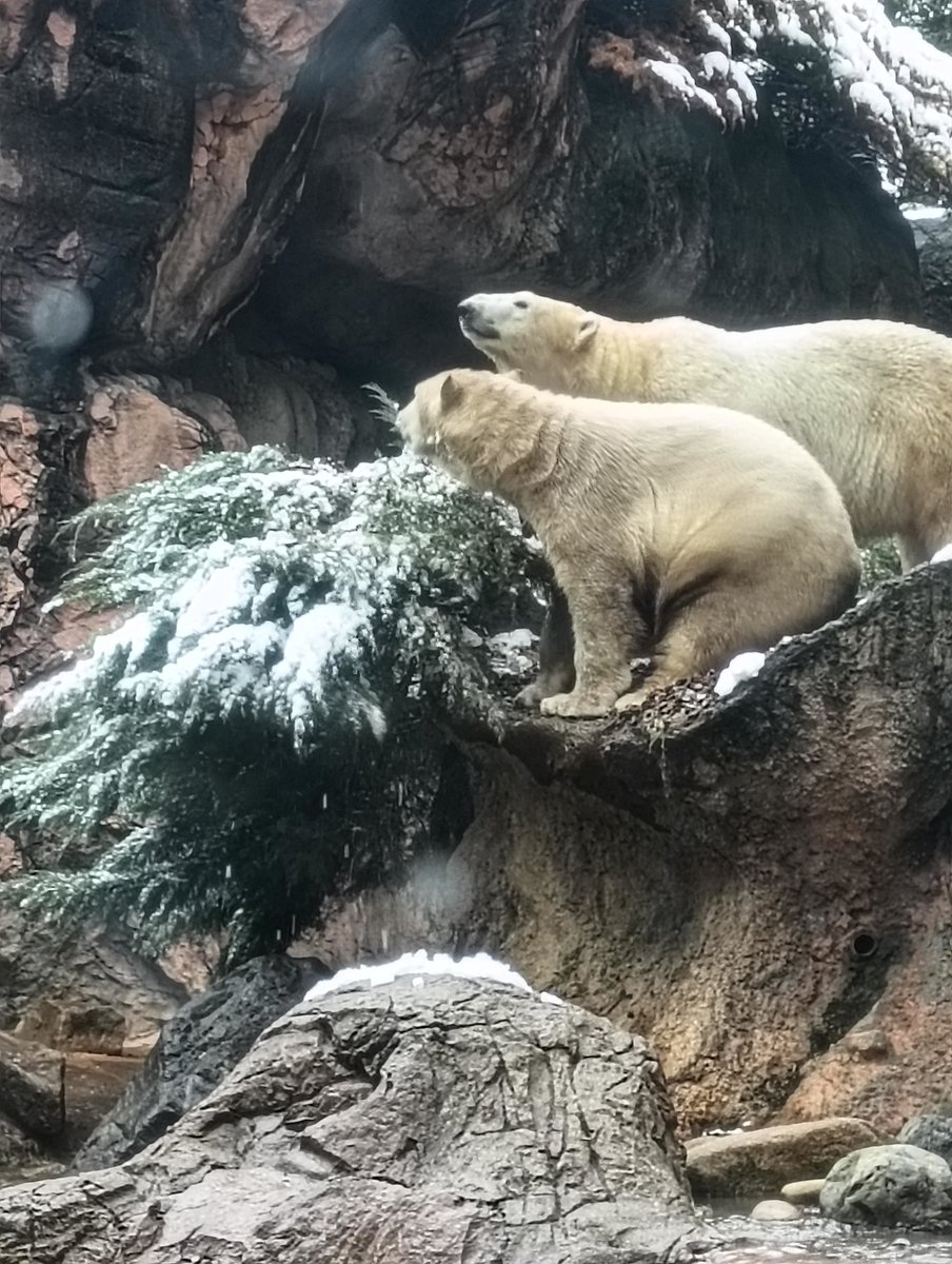 あの日の雪❄
ゴーゴが降らせたんじゃないかな…。