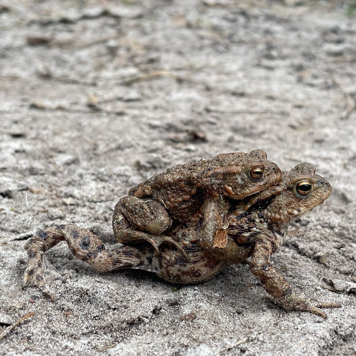 Ik ben weer OP PAD. En nu in Oisterwijk. Wat een prachtige omgeving. Bossen, heide en vennen. 
#padden #oisterwijk