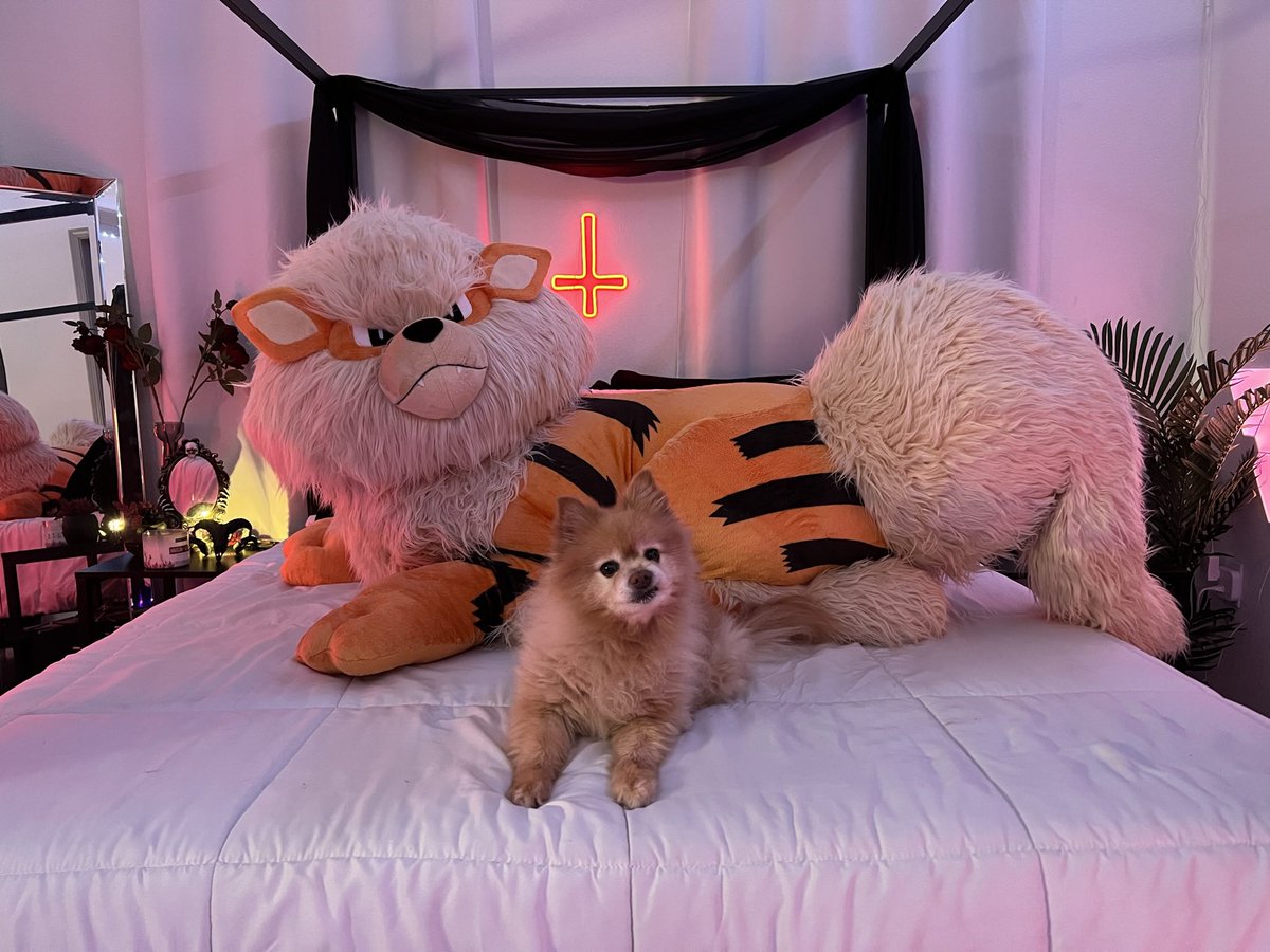 dippedinpoison's tweet image. I’ve been wishing for a Pomeranian pokemon for 14 years because of my little Casanova 😭🖤 Thank you @Pokemon 🖤