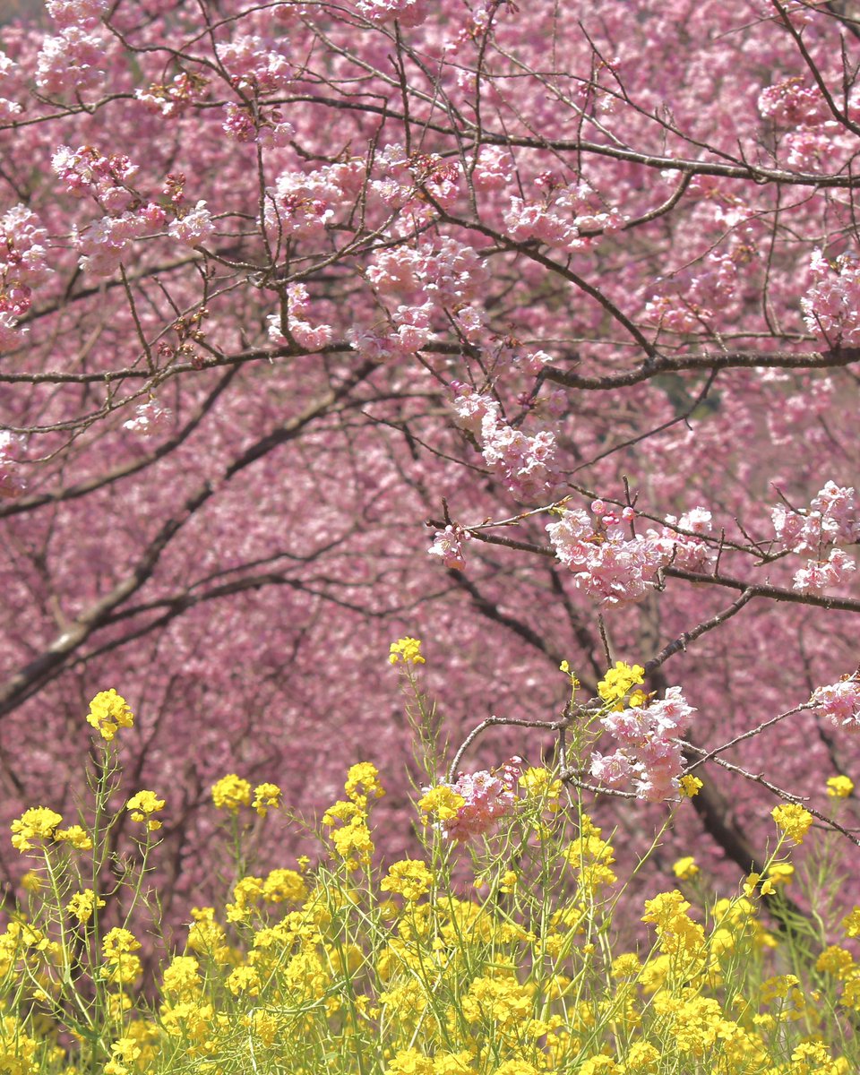 ピンク色のモフモフに癒される里山の春🌸 2026.2月 高知県須崎市桑田