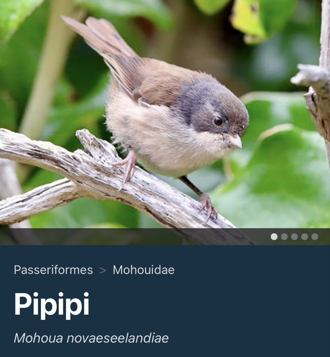 Andrew Guttenberg (@guttenbirder22) on Twitter photo 