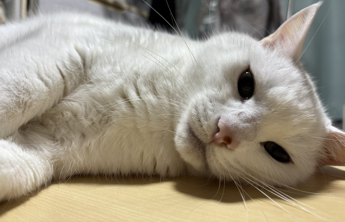 1週間あっという間ですね✨ 今週もお疲れ様でした🐱 #猫好きんと