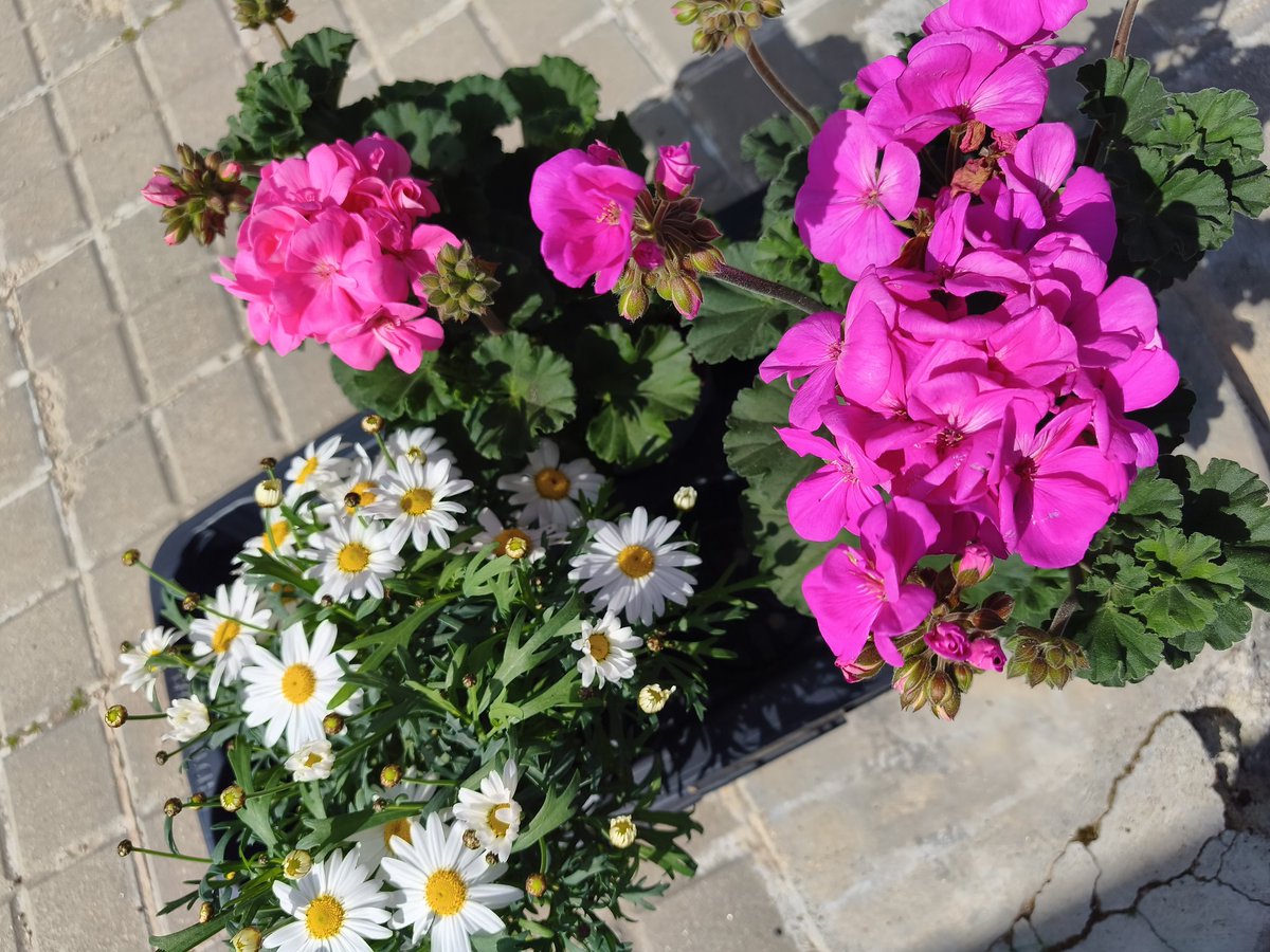 AnoiaPelClima tweet media