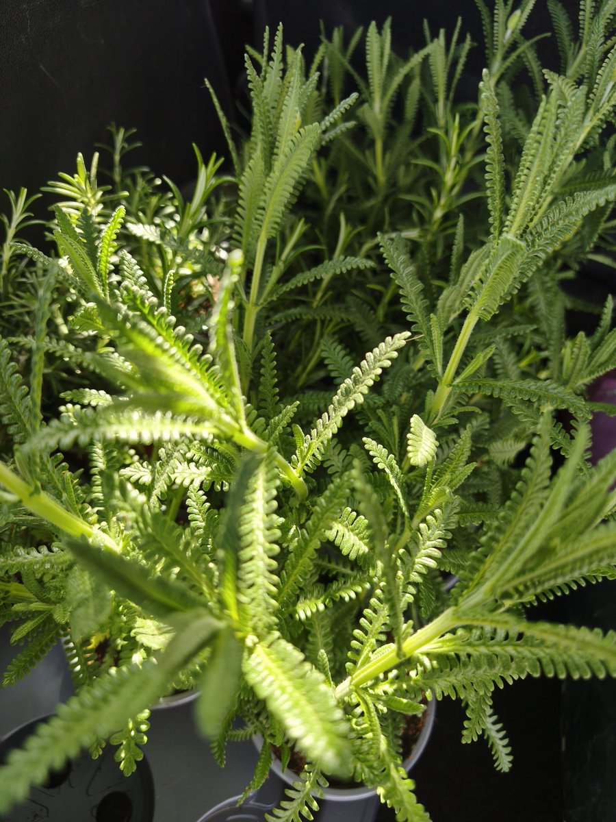 AnoiaPelClima tweet media