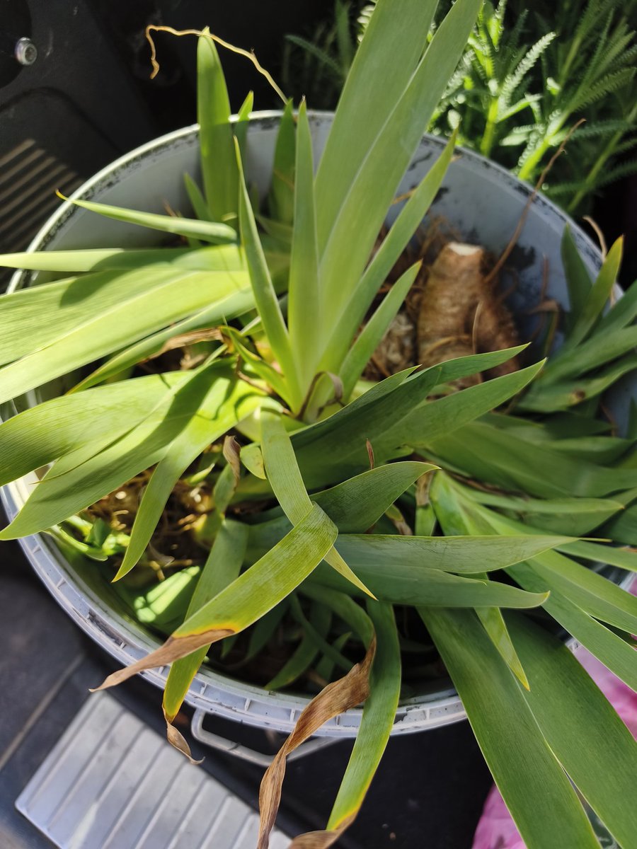 AnoiaPelClima tweet media