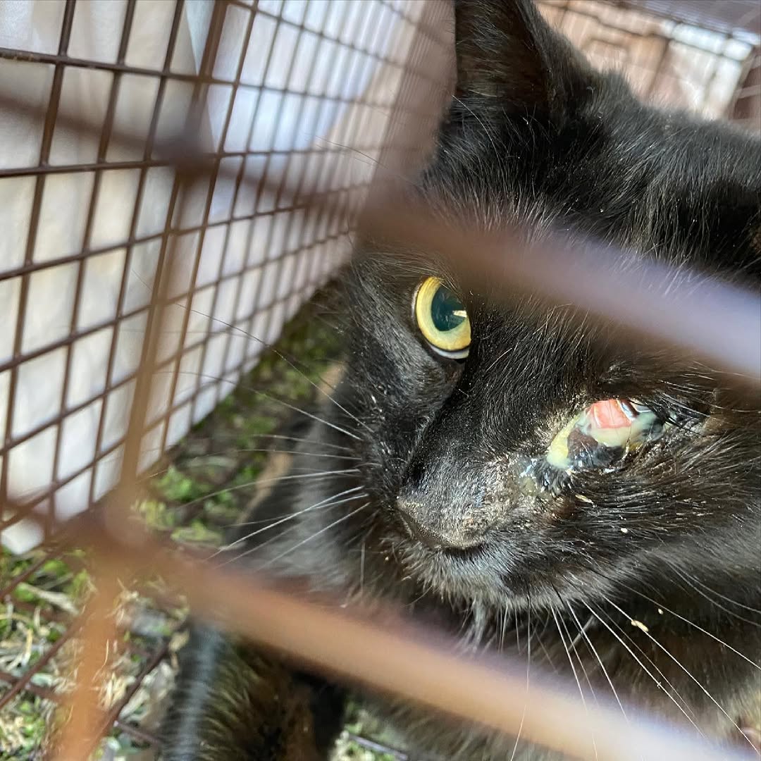 ygmstv6397fhdjk's tweet image. Got em!

We rescued this cat in Jack’s honor. We think it’s a boy but are not sure just yet. Sending him to the vet today and we will keep you all posted! #rescued #savealife #catsofinstagram #blackcat #blackcats #blackcatsofinstagram #blackcatsrule #blackcatsruletheworld.