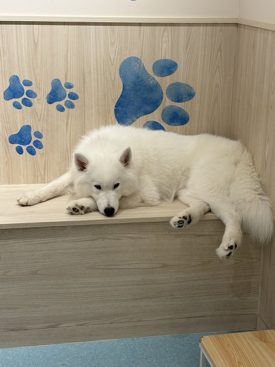 LyracK⚡️ tweet media