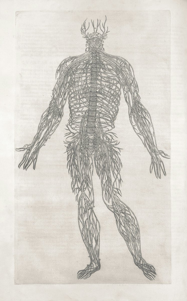 LFECHGR's tweet photo. The Nervous System Reset: From Wired to CalmYour day is over, but your nervous system is still buzzing. Does it feel impossible to truly unwind and relax, even when you're exhausted?Living with a dysregulated nervous system means constantly feeling on edge, ready for anything. This isn't a choice; it's a survival mechanism that, while once helpful, now keeps you trapped in a cycle of tension and sleeplessness.FSM offers a unique way to communicate with your nervous system. By applying precise microcurrent frequencies, we can help shift your body out of the sympathetic (fight or flight) state and into the parasympathetic (rest and digest) state. It's like a gentle reset button for your internal alarm system.Give your nervous system the calm it craves. Discover how FSM can help you achieve deep relaxation and restorative sleep. Learn more: https://t.co/lgZ8P4gjwW #NervousSystemReset #AnxietyRelief #FSMCalm #RestAndDigest #WaymakerzWellness