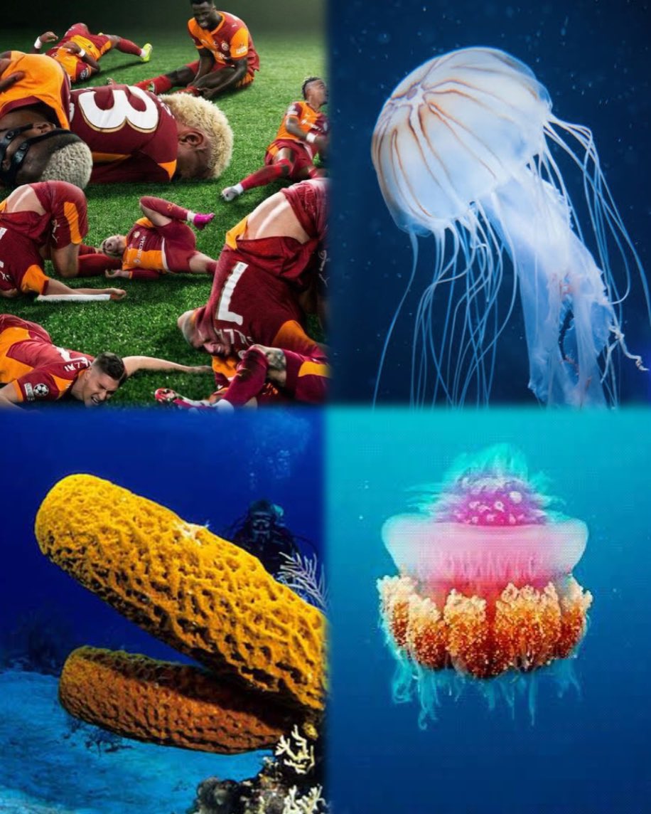 Bazı omurgasız canlı türleri.