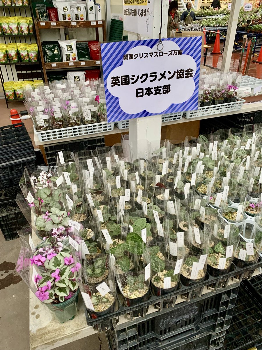 RT @magicyclamen: 関西2026クリスマスローズ万博 in陽春園 10時