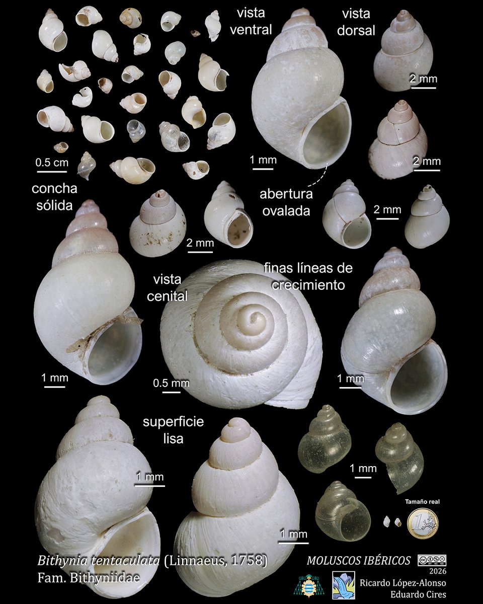 EduardoCires's tweet photo. Bithynia tentaculata (Linnaeus, 1758)
#Bithyniidae #malacología #gastropoda #moluscosmarinos #marinemolluscs #marinebiology #marinebiodiversity #marineecology #faunamarina #shellart #shellmuseum #naturalhistory
@IndurotUniovi @Lopezalonsord
@uniovi_info @UOdivulga https://t.co/cOWK3lLndH