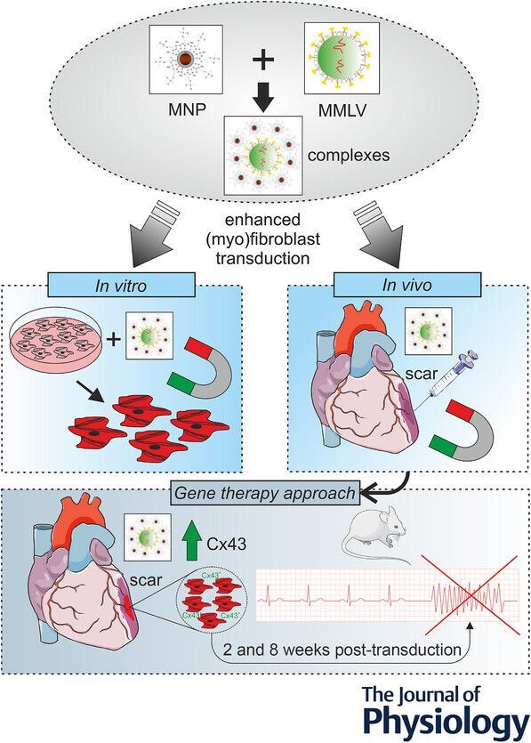 JPhysiol's tweet image. Timo Mohr and colleagues from @UniklinikBonn employed efficient in vivo targeting of the #myocardial scar using Moloney murine leukaemia virus complexed with #nanoparticles 🫀 🧲 

📜 Read their #Research here: buff.ly/Fr5wGSt