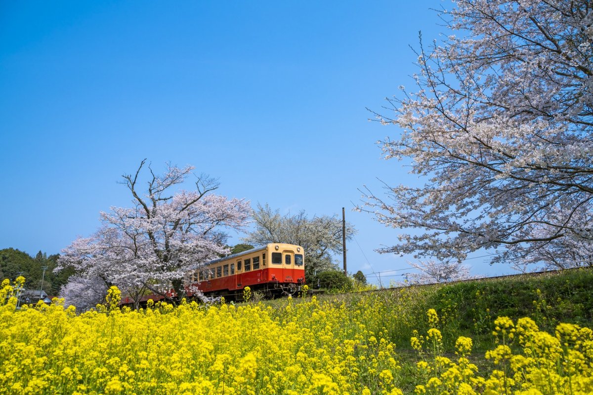 marugoto_chiba's tweet photo. 🌸春の色彩に包まれて、ちば旅へ🌼
千葉の春は、桜のやさしいピンクと菜の花の鮮やかな黄色、
そして、晴れた日の青空が織りなす、
まるで絵画のような風景が広がります🟡

２月から３月にかけて、そんな色とりどりの春を
感じられるスポットが県内各地に点在しています。
お気に入りの一枚を探しに、春のちばを歩いてみませんか？
きっと、あなたの心に残る風景に出会えるはずです✨

📸１枚目・２枚目：堤ヶ谷堰【鋸南町下佐久間】
📸３枚目：岩���の堰【旭市】
📸４枚目：小湊鐵道沿線【市原市】

▼詳しくはこちら（千葉県公式観光サイト「ちば観光ナビ」）
・まるで黄色い絨毯♪菜の花畑を見に行こう！
https://t.co/XsJsk4fZY0

・千葉の桜の名所、お花見情報｜開花時期やおすすめスポット情報まで一挙紹介
https://t.co/jeb3445wYR

✨千葉の魅力を発信中✨
 👉️@marugoto_chiba
 千葉の観光情報をシェア中！
ファミリーのお出かけ、一人旅、デートスポットもお任せ♪
保存して旅プランに活用してね📌
写真はイメージです。
千葉の旅は「千葉 観光」で検索🔍

#千葉 #観光 #桜 #菜の花 #花