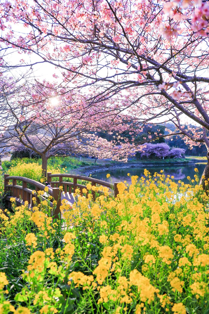 marugoto_chiba's tweet photo. 🌸春の色彩に包まれて、ちば旅へ🌼
千葉の春は、桜のやさしいピンクと菜の花の鮮やかな黄色、
そして、晴れた日の青空が織りなす、
まるで絵画のような風景が広がります🟡

２月から３月にかけて、そんな色とりどりの春を
感じられるスポットが県内各地に点在しています。
お気に入りの一枚を探しに、春のちばを歩いてみませんか？
きっと、あなたの心に残る風景に出会えるはずです✨

📸１枚目・２枚目：堤ヶ谷堰【鋸南町下佐久間】
📸３枚目：岩���の堰【旭市】
📸４枚目：小湊鐵道沿線【市原市】

▼詳しくはこちら（千葉県公式観光サイト「ちば観光ナビ」）
・まるで黄色い絨毯♪菜の花畑を見に行こう！
https://t.co/XsJsk4fZY0

・千葉の桜の名所、お花見情報｜開花時期やおすすめスポット情報まで一挙紹介
https://t.co/jeb3445wYR

✨千葉の魅力を発信中✨
 👉️@marugoto_chiba
 千葉の観光情報をシェア中！
ファミリーのお出かけ、一人旅、デートスポットもお任せ♪
保存して旅プランに活用してね📌
写真はイメージです。
千葉の旅は「千葉 観光」で検索🔍

#千葉 #観光 #桜 #菜の花 #花