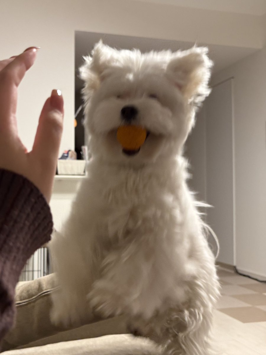 きなり tweet media