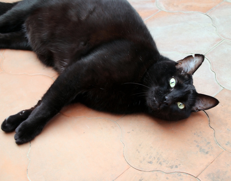 AdopFelinasVLC's tweet image. #CARBÓN también piensa, como nosotros, lo rápido que pasan los meses....🤔
#LovePanteritas💕
adopcionesfelinasvalencia.es/gatos-en-adopc…