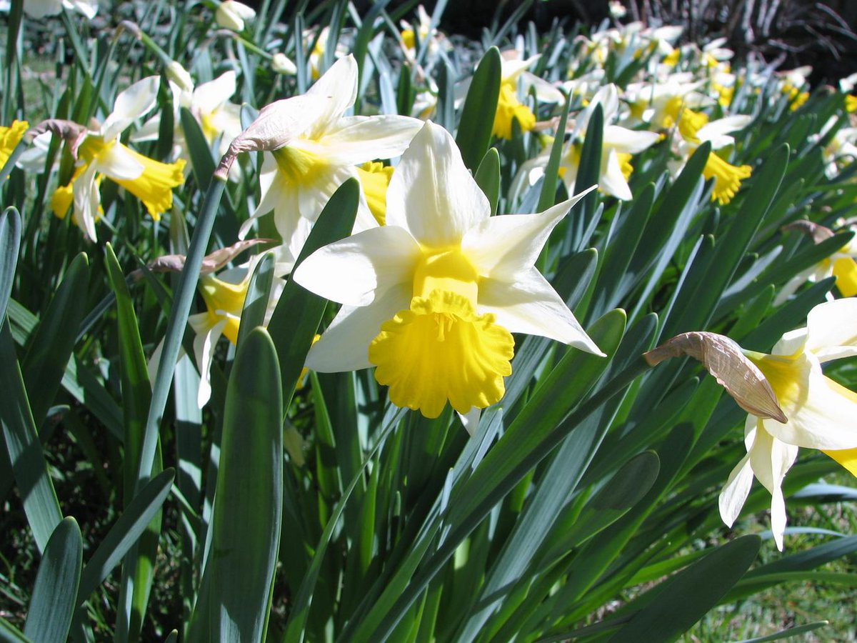 WockhardtUk's tweet photo. 🌼 Happy St David’s Day! 🌼

Celebrating the spirit, culture &amp; heritage of Wales 🏴󠁧󠁢󠁷󠁬󠁳󠁿

Proud to be part of its thriving business community. https://t.co/dHL08tdU6I