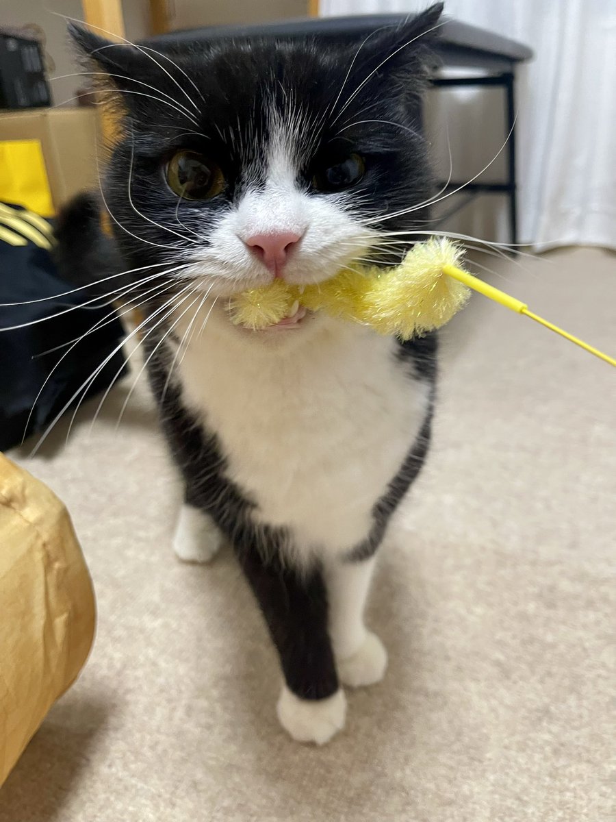 たろう (@taro20216) / Posts / X