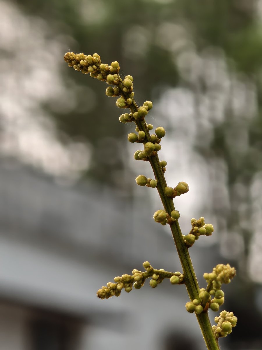 Sharon Bava tweet media