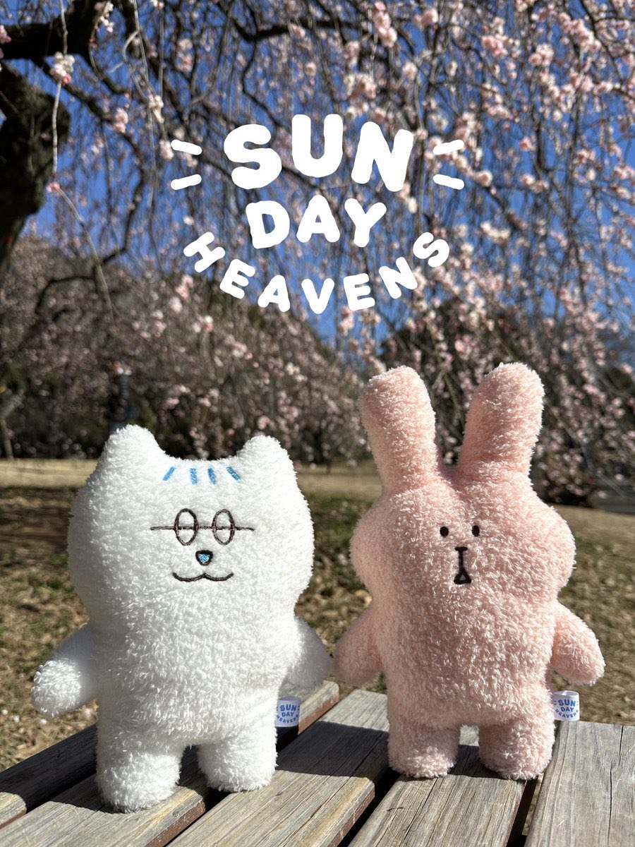 日天ヘビーリスナーとしていつか手に入れたい