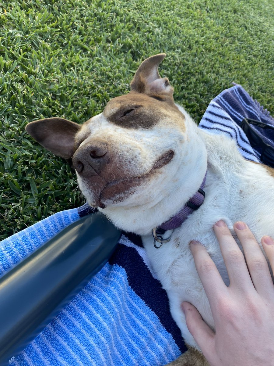 ffox 🏳️‍⚧️ | yurimaxing ☀️⛩️ tweet media