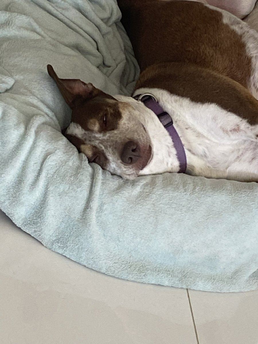 ffox 🏳️‍⚧️ | yurimaxing ☀️⛩️ tweet media