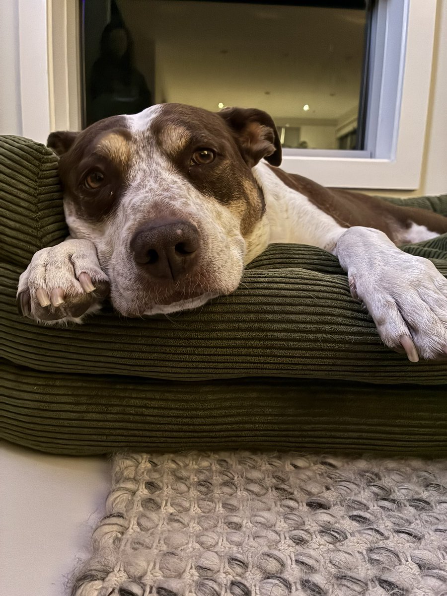 ffox 🏳️‍⚧️ | yurimaxing ☀️⛩️ tweet media