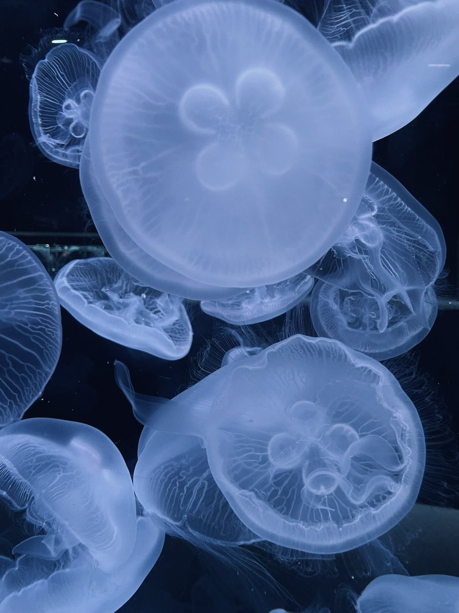 クラゲきれい🪼 #AOAOSAPPORO