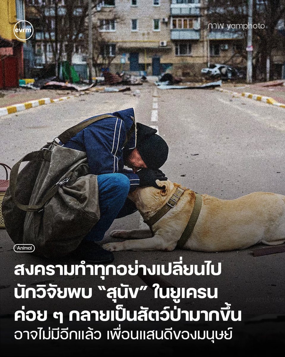◉ Animal: สงครามทำทุกอย่างเปลี่ยนไป นักวิจัยพบ “สุนัข” ในยูเครน ค่อย ๆ กลายเป็นสัตว์ป่ามากขึ้น อาจไม่มีอีกแล้ว เพื่อนแสนดีของมนุษย์
.
สงครามรัซเซีย-ยูเครน ยังคงดำเนินต่อเนื่องเข้าสู่ปีที่ 4 สร้างผลกระทบต่อทั้งชีวิตและทรัพย์สินของผู้คน แต่ไม่ใช่แค่นั้น