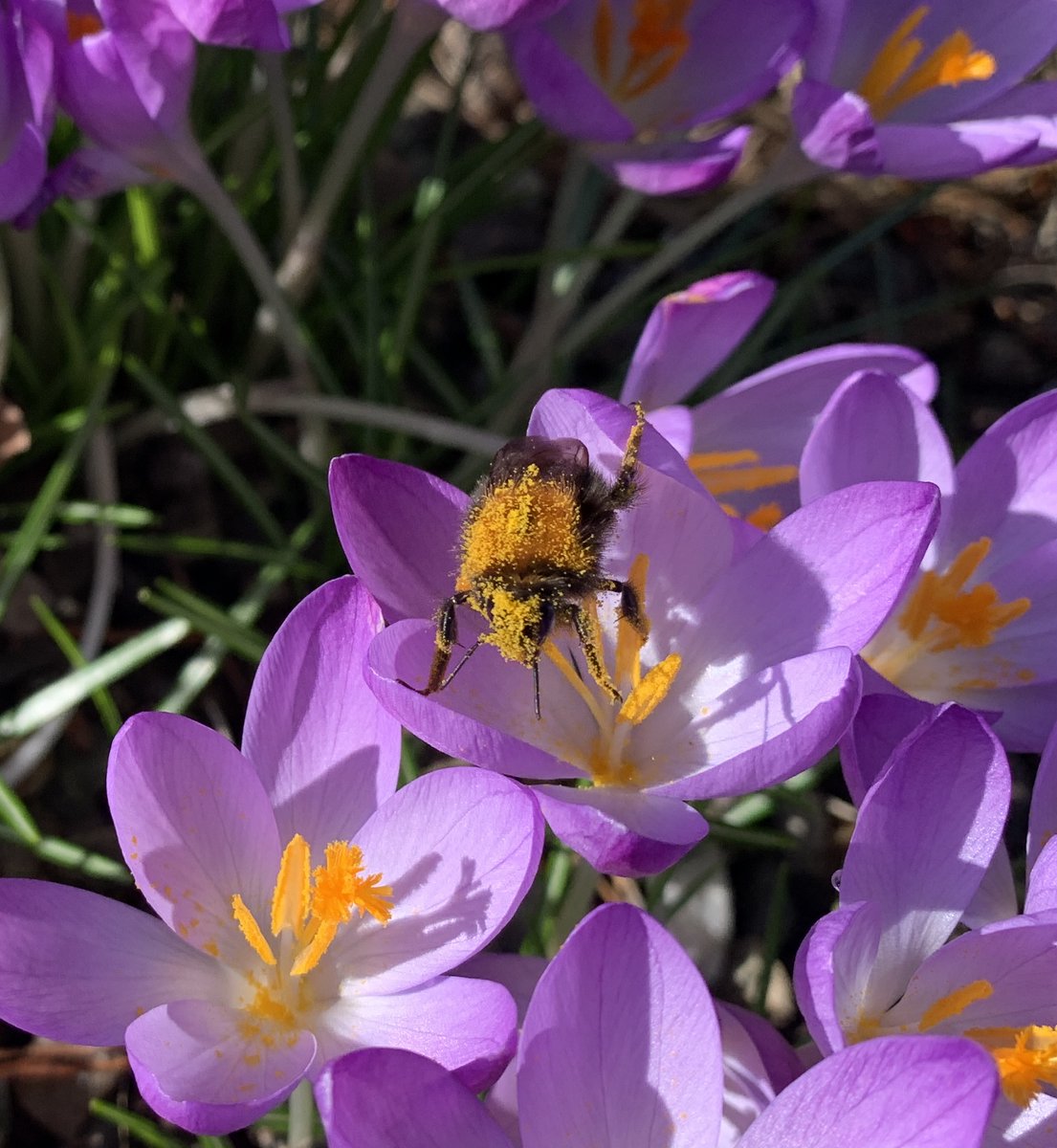 Pollinators tweet media