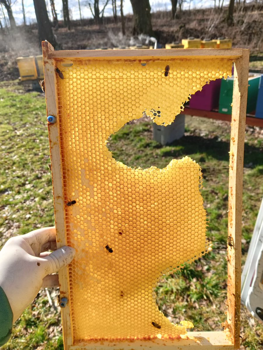 Včelař tweet media