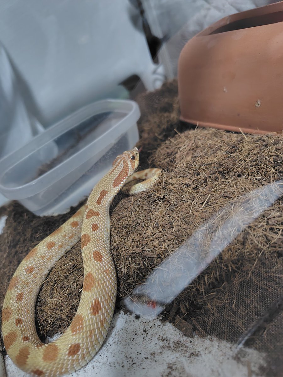 cornsnakeMatara's tweet photo. ピンセットを拒否してしまい、素手で渡さないと食べなくなってしまったのですが、どう改善すれば良いのでしょうか……？
渡すたびにエイムミスで指を噛まれないか心配しながら渡さないといけないのはちょっと……。 https://t.co/p0NXORHdhJ