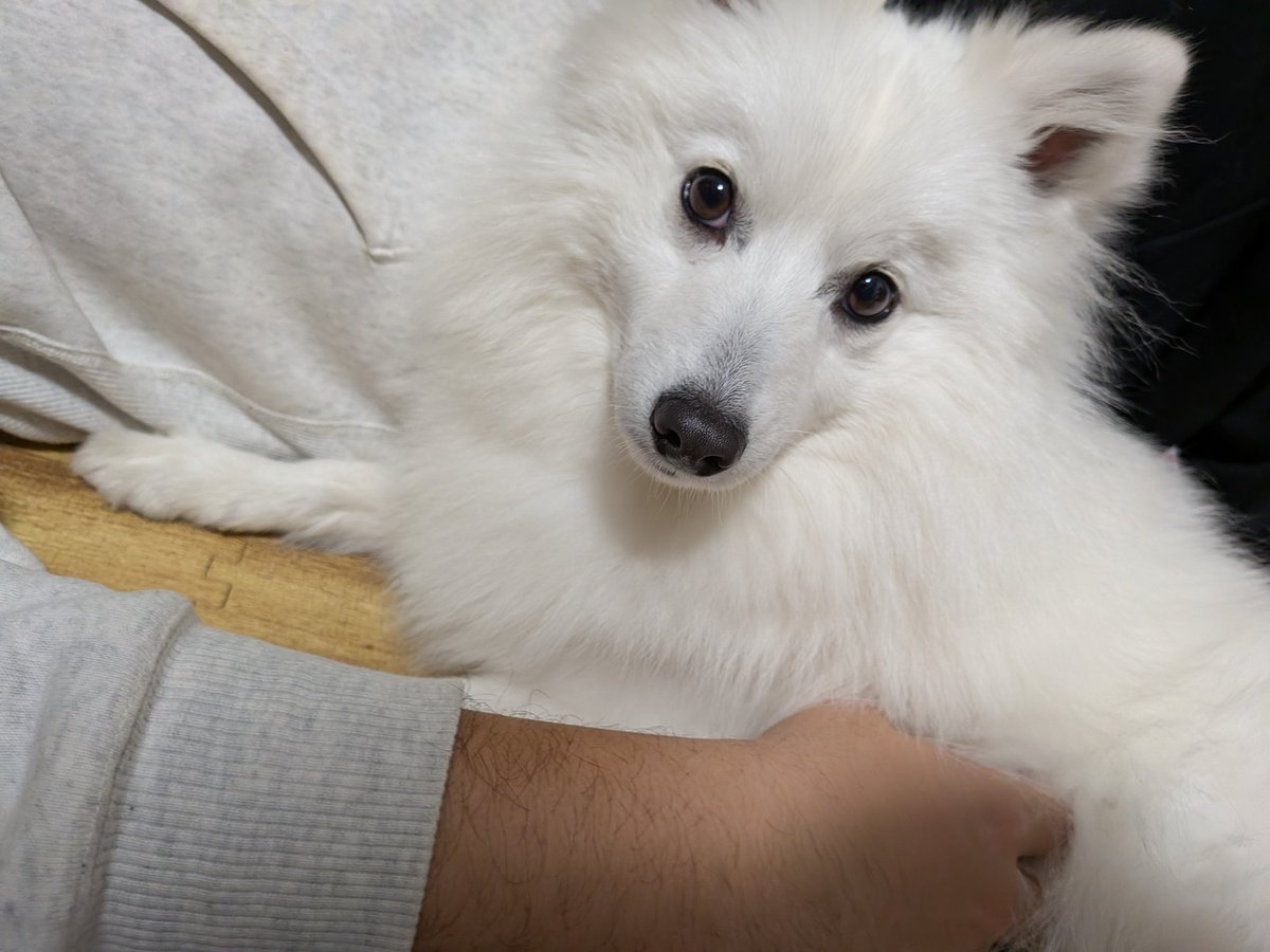 noel0702_spitz's tweet photo. 構ってもらって満足顔

#日本スピッツ
#犬のいる暮らし https://t.co/N7OE9A4sQi