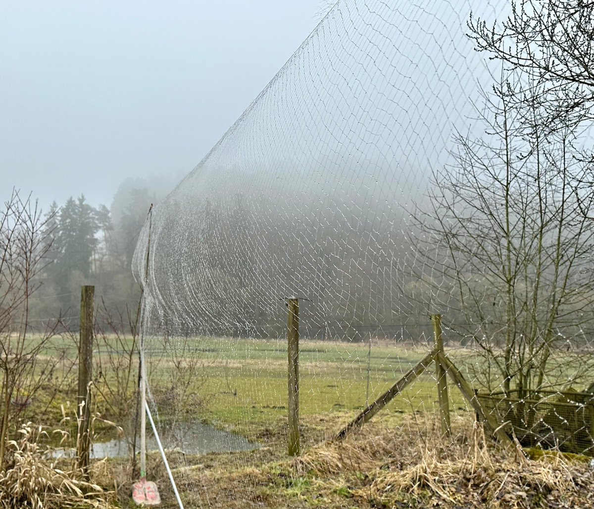 Committee Against Bird Slaughter (CABS) tweet media